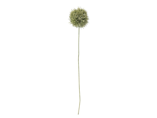 Bloomingville Allium