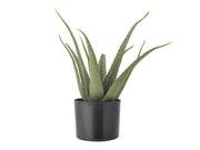 Bloomingville Aloe