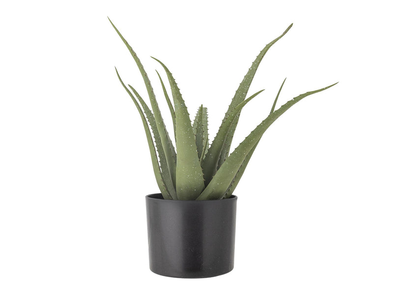 Bloomingville Aloe