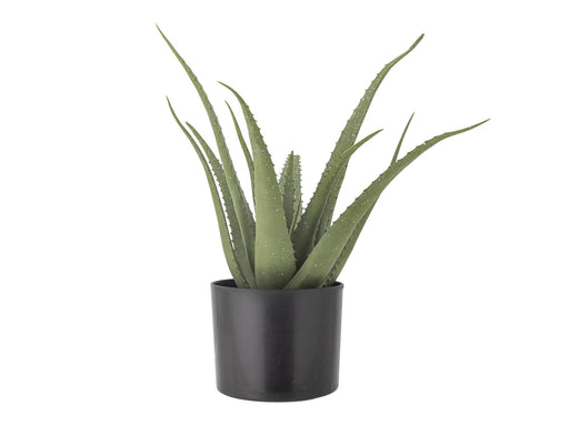 Bloomingville Aloe