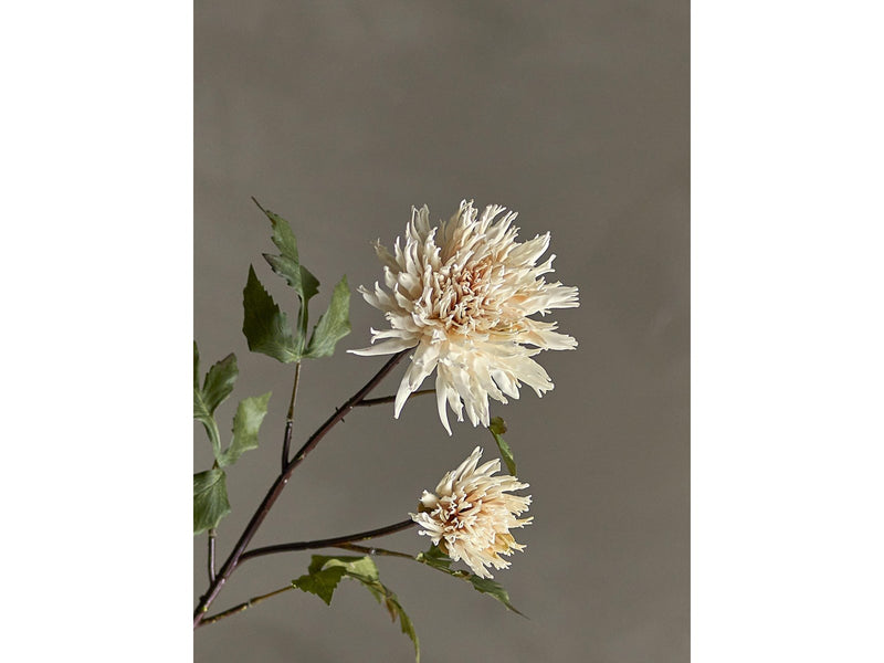 Bloomingville Chrysantemum