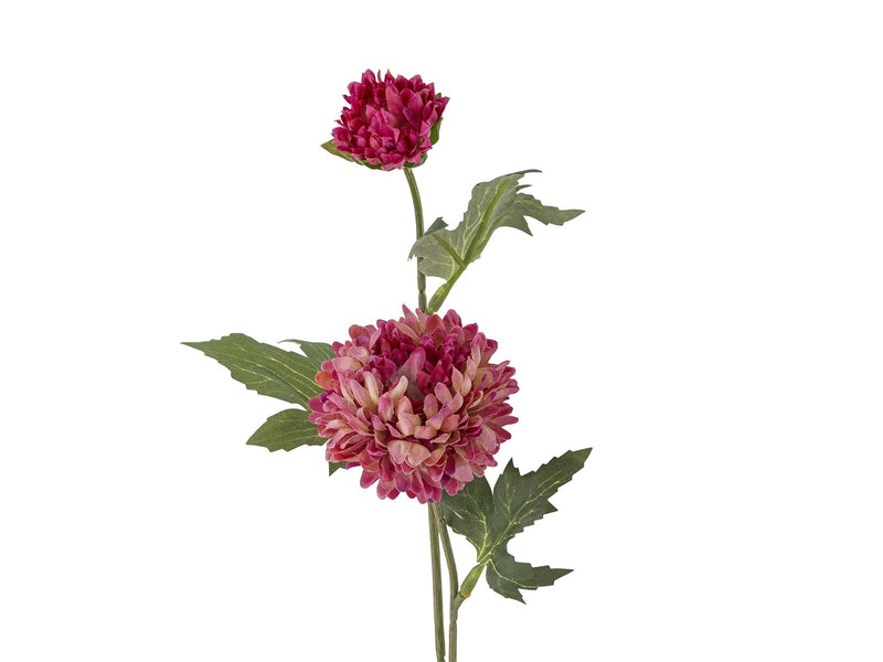 Bloomingville Chrysantemum