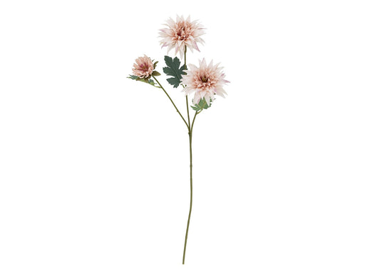 Bloomingville Chrysantemum