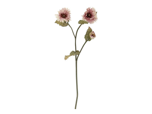 Bloomingville Chrysantemum