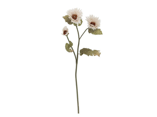 Bloomingville Chrysantemum