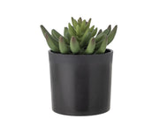 Bloomingville Echeveria