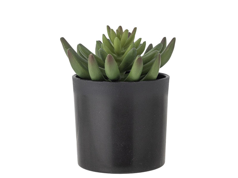 Bloomingville Echeveria