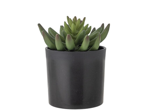 Bloomingville Echeveria