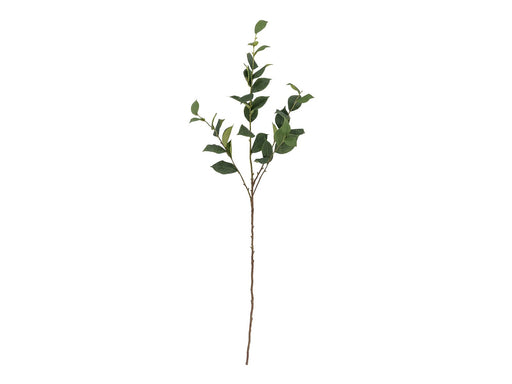 Bloomingville Eucalyptus