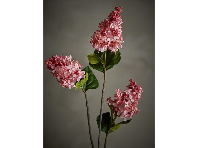 Bloomingville Hydrangea