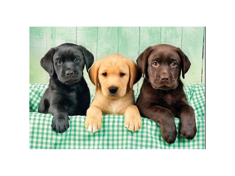 Clementoni Three Labradors (1000)