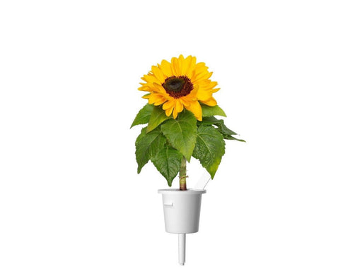 Click & Grow Plant Pods 3-Pack - Mini Sunflowers - Yellow