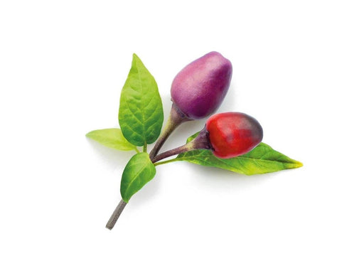 Click & Grow Smart Garden 9-pack refill - Purple Chili Pepper