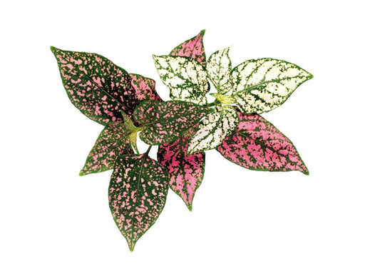 Click & Grow - Smart Garden Refill 3-pack - Polka Dot Plant (SGR48X3)