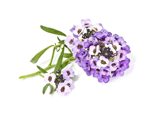 Click & Grow - Smart Garden Refill 3-pack Sweet Alyssum