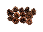 Colorations - Pine Cones 12pcs.