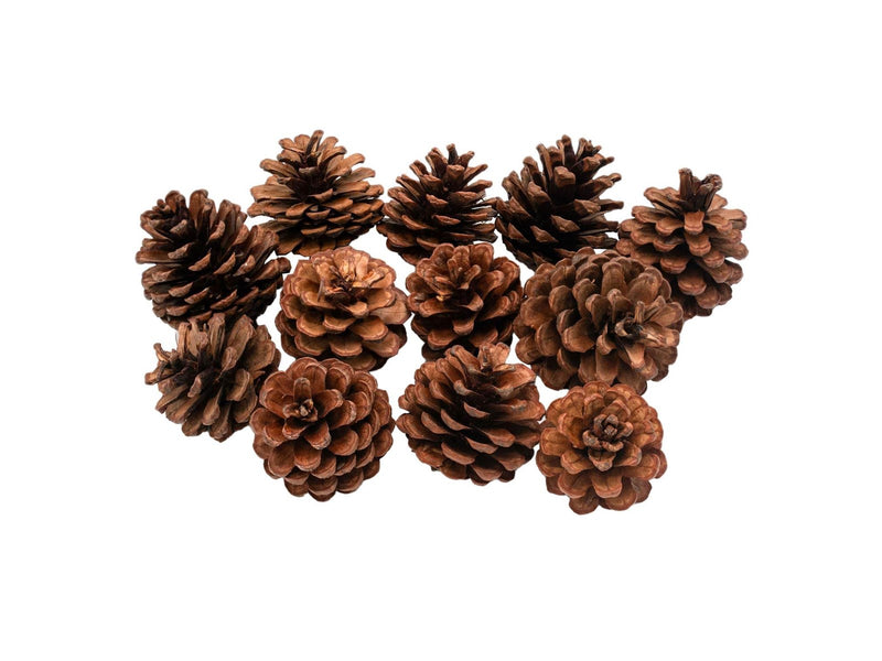 Colorations - Pine Cones 12pcs.