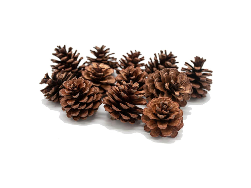 Colorations - Pine Cones 12pcs.