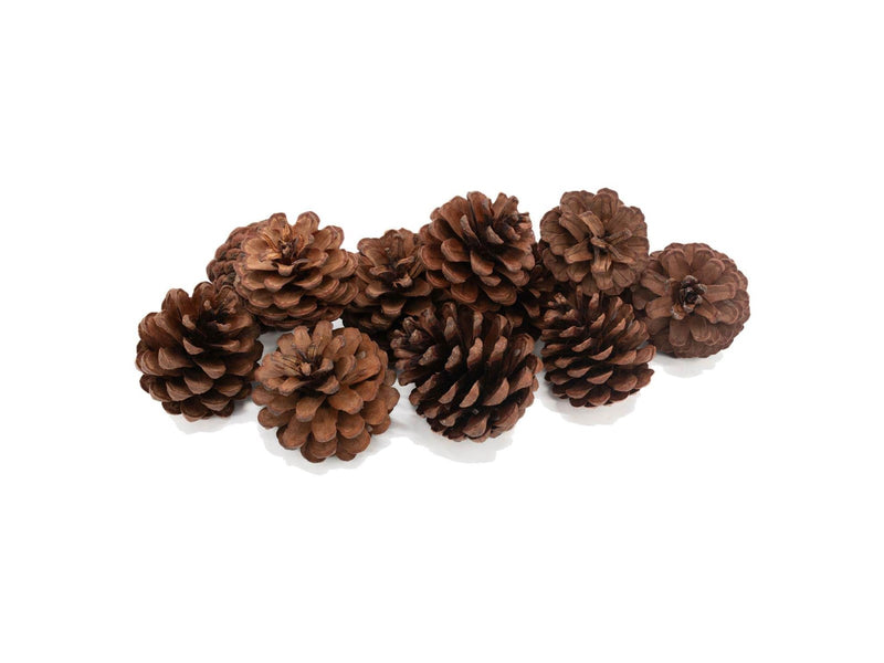 Colorations - Pine Cones 12pcs.
