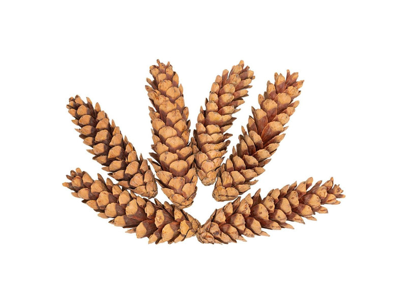 Colorations - Strobus Cones 6 pcs.