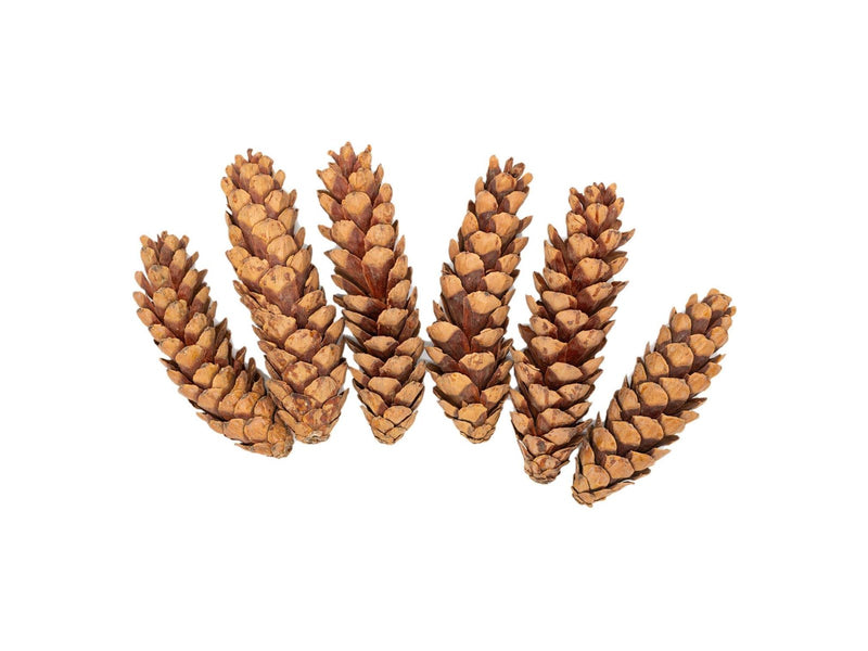 Colorations - Strobus Cones 6 pcs.