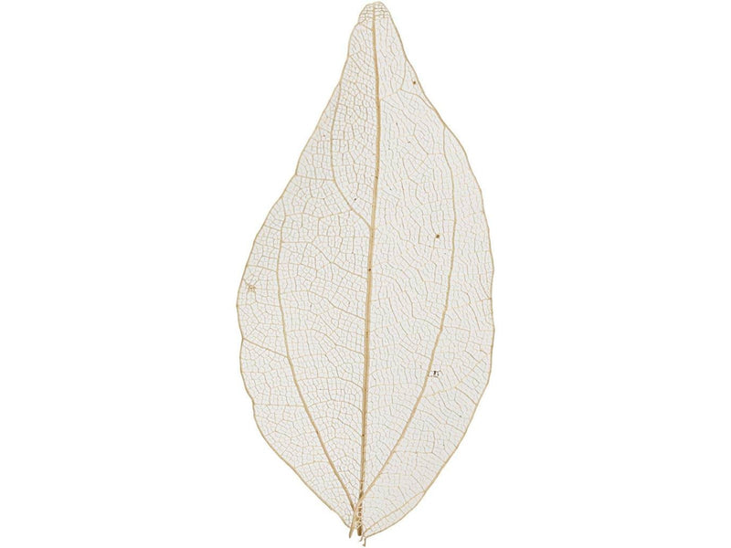 Creativ Company - Skeleton Leaves Natural Dried Leaves 20 pcs.