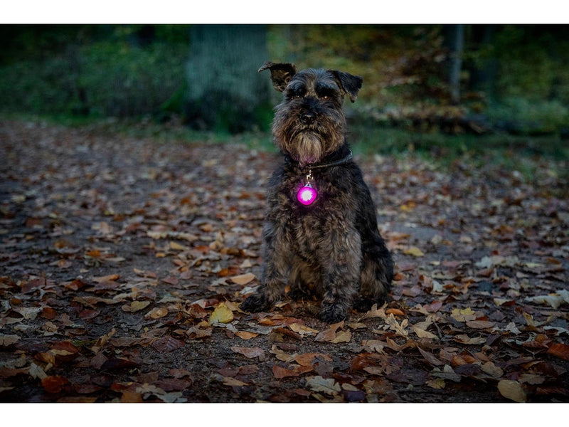 Dogman Dog Safety Light Flashing Lamp Burger LED Orange