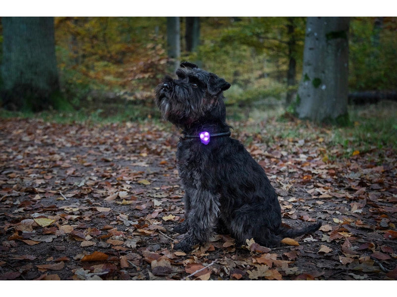 Dogman LED Silikonblinker Blau