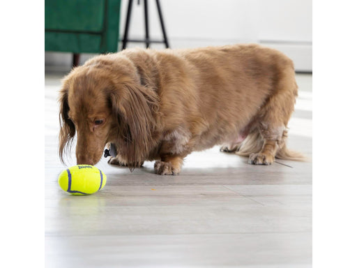 KONG Hundespielzeug AirDog Squeaker Football Small 8cm