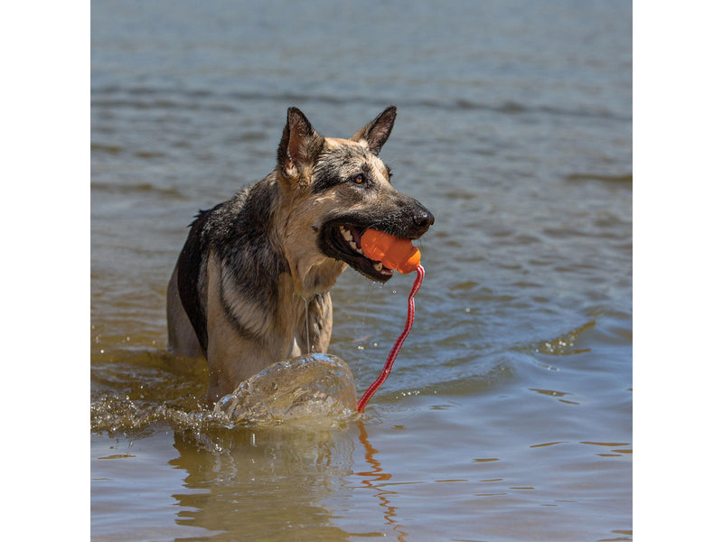 KONG Spielzeug für Hunde Kong Aqua Large