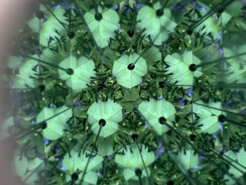 Kikkerland - Huckleberry Kaleidoscope (HB15)