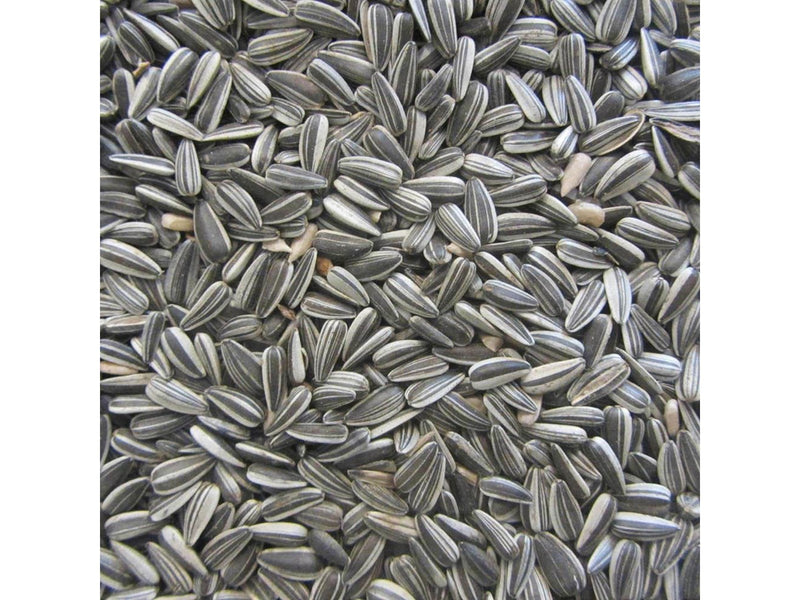 Natural Stribet solsikke - dobbeltrensede 15 kg