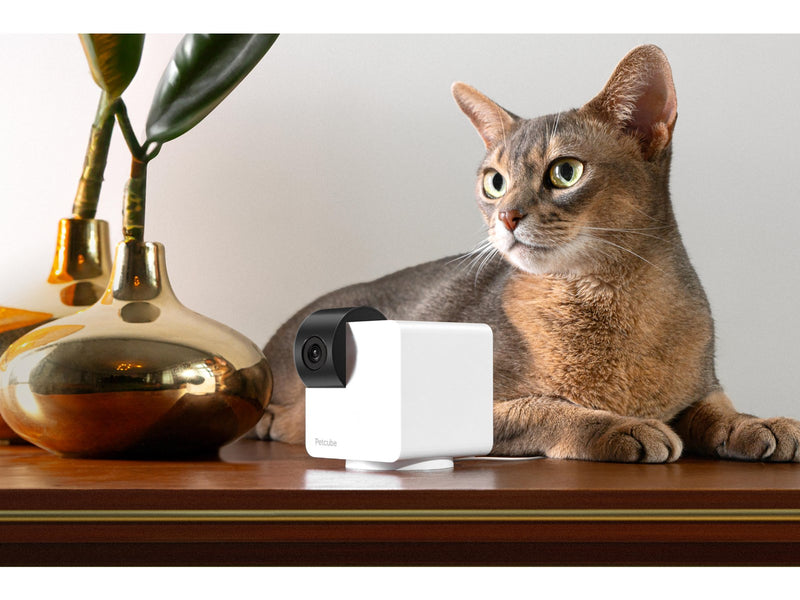 Petcube CAM360