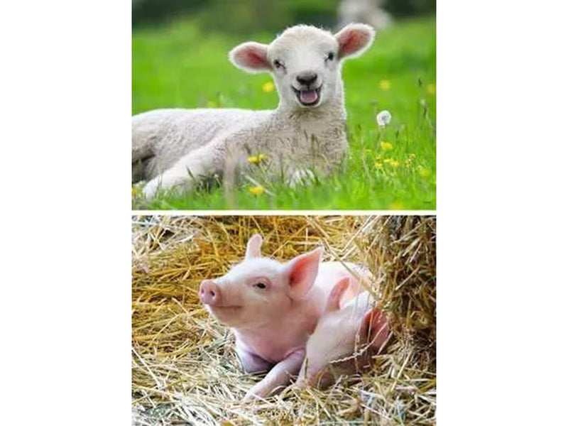Ravensburger Farm Animals 2x12p