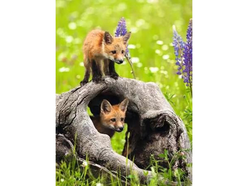 Ravensburger Freche Füchse