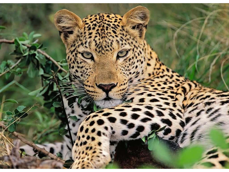 Ravensburger Puzzle Leopard 100 pcs. XXL