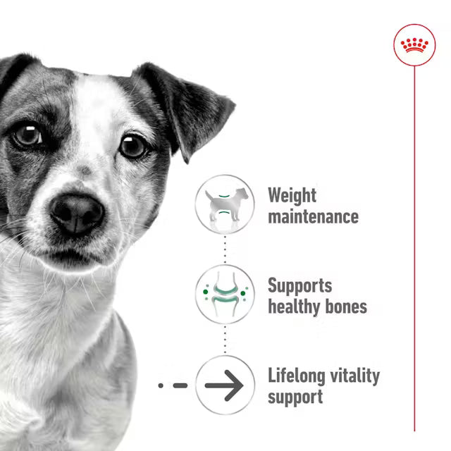 Royal Canin Mini Ageing Chunks in Gravy 85g (12-Pack)