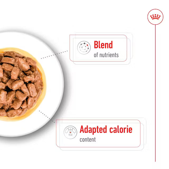Royal Canin Mini Ageing Chunks in Gravy 85g (12-Pack)