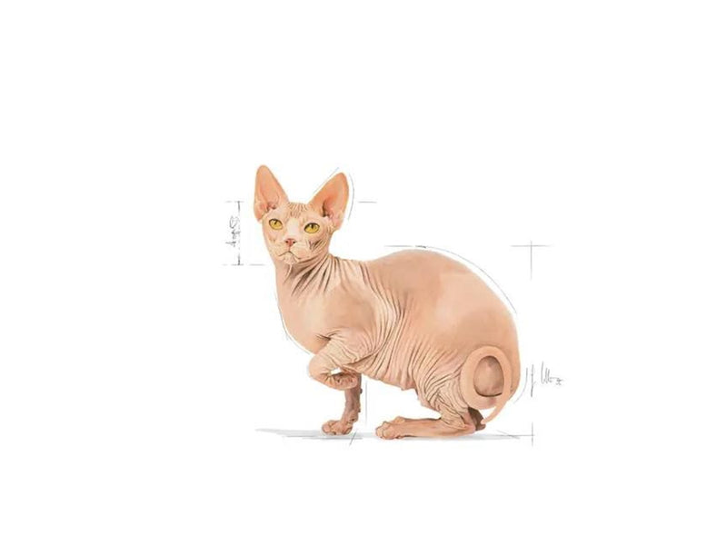 Royal Canin Sphynx Adult 2kg