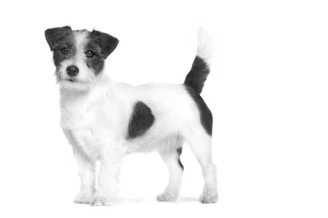 Royal Canin Urinary S/O Small Dog 1.5kg