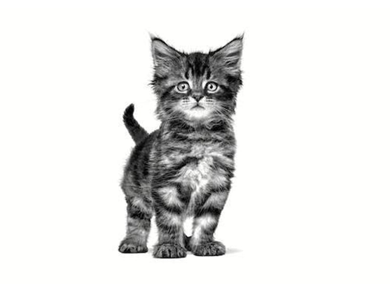 Royal VET FELINE GASTRO INTESTINAL KITTEN PATÉ 12 x 195