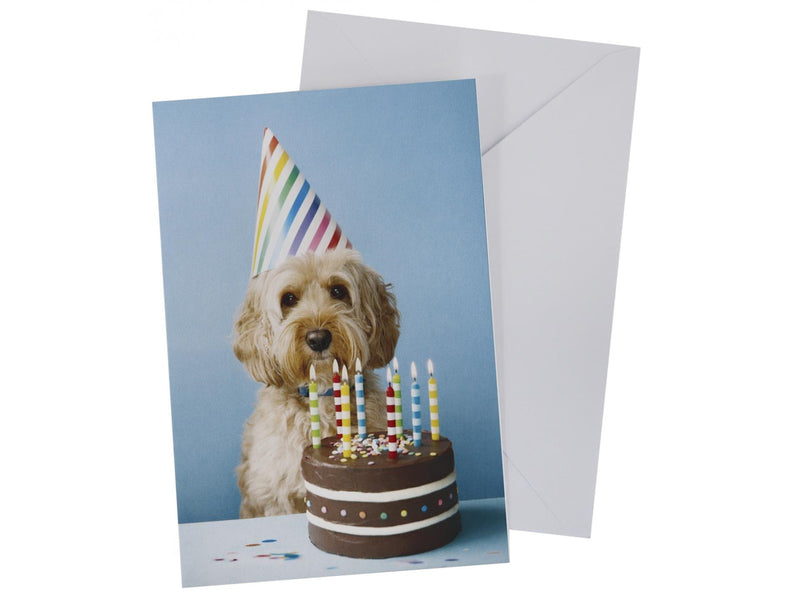 SCANSEASON Card with envelope dog with cake 11*17cm