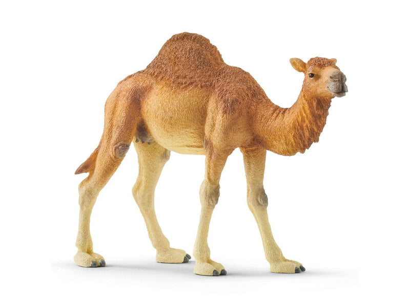 Schleich Dromedar