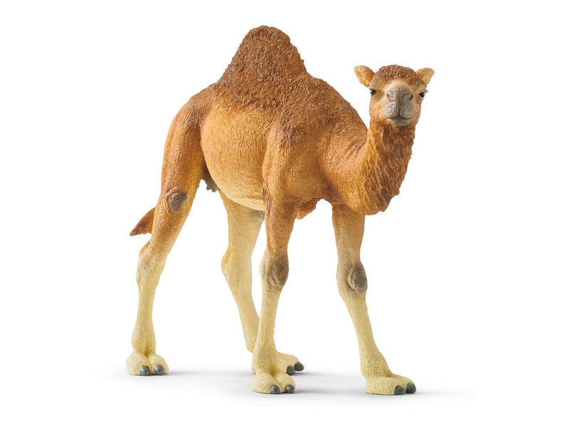 Schleich Dromedar