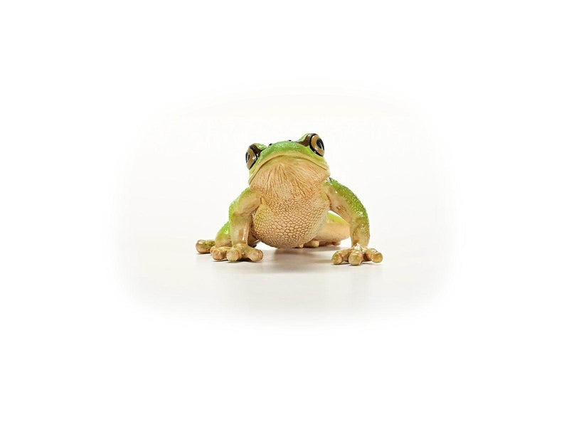 Schleich Europäischer Laubfrosch