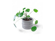 Simiu CLAYLA - Flower pot cover 11.5 cm in diameter