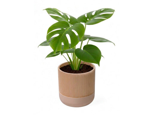 Simiu GROWLOFT - Flower Pot Shelter With Drip Tray - Ivory - 8.2cm high