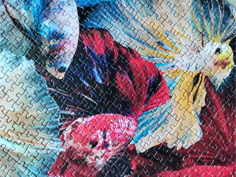 Tactic 1000 pcs puzzle: Fighting Fish