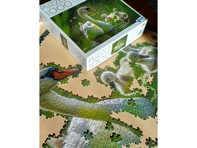 Tactic 1000 pcs puzzle: Swan on Lake with Babies