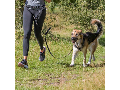 Trixie Bauchgurt mit Leine für mittelgroße und große Hunde